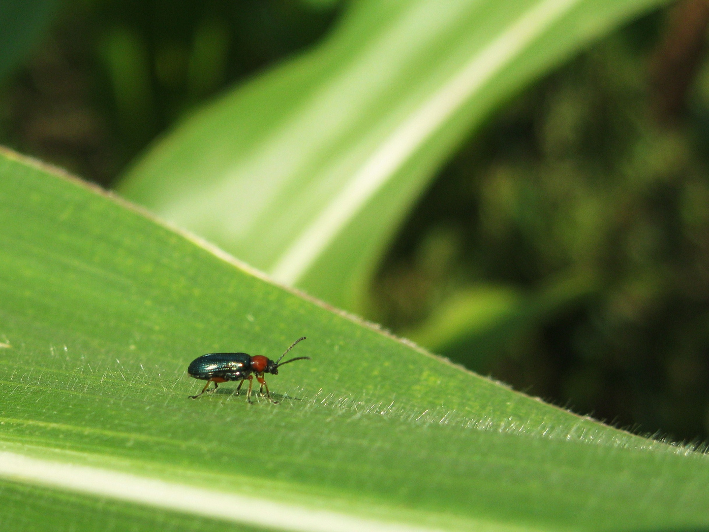 Bug Foto & Bild | natur, tiere, youth Bilder auf fotocommunity