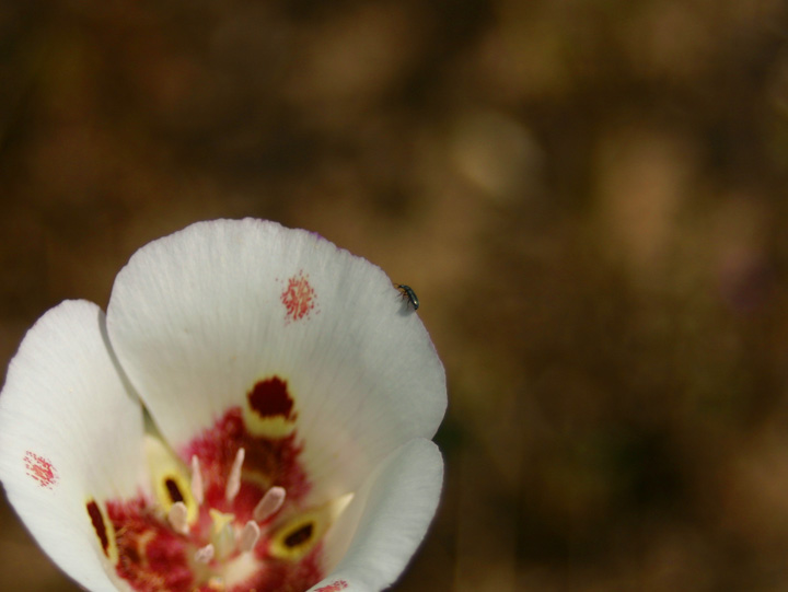 Bug and Flower