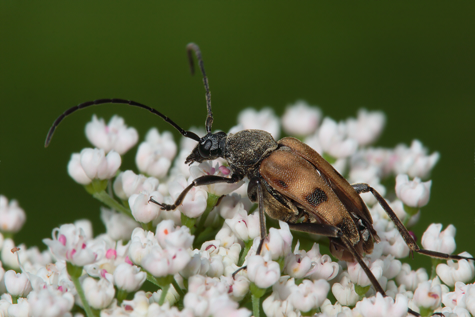 Bug and white flower