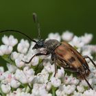 Bug and white flower