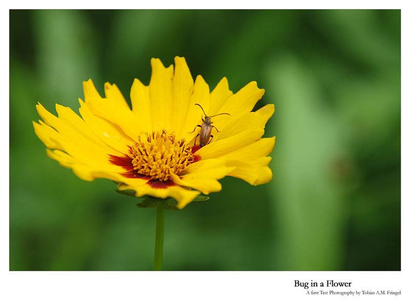 Bug in a Flower