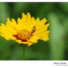 Bug in a Flower