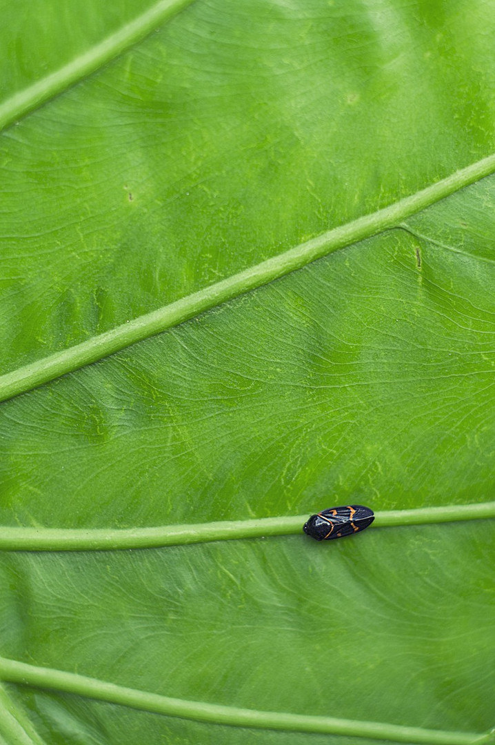 bug on a leaf