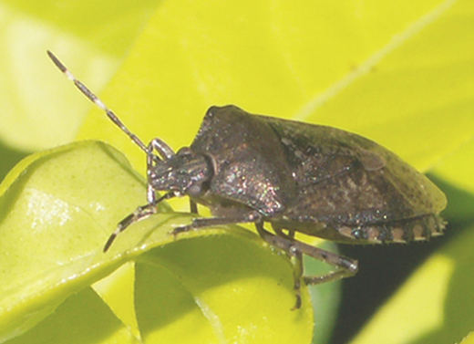 Bug on Leaf