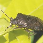 Bug on Leaf