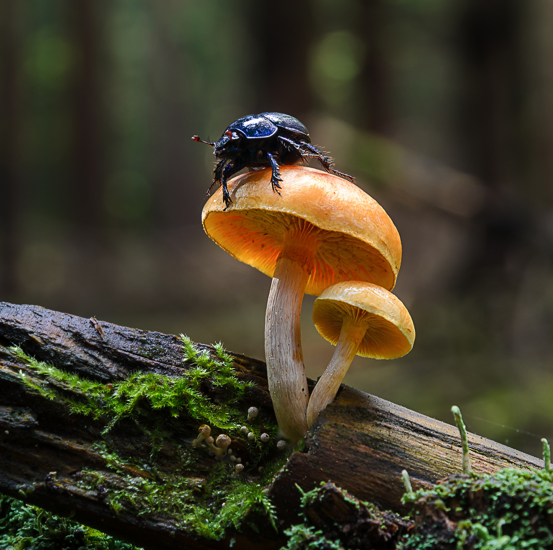 Bug on Mushroom Foto & Bild pflanzen, pilze & flechten, pilze