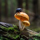 Bug on Mushroom