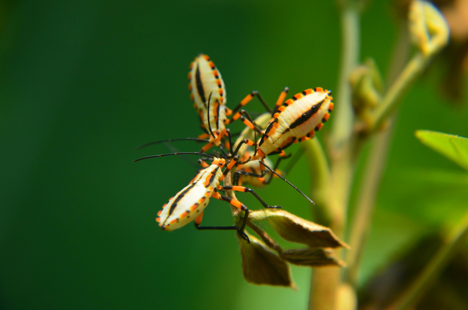 Bug Pub --- Thasopsis formidabilis Distant.