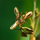 Bug Pub --- Thasopsis formidabilis Distant.