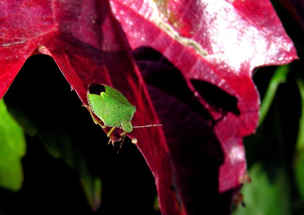 Bug Shadow