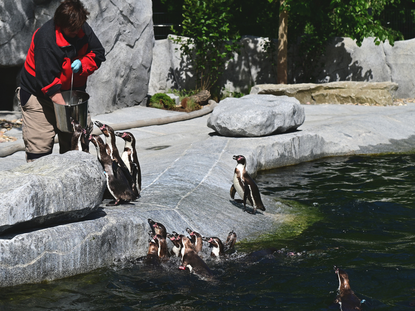 BUGA 23. Fütterung der Pinguine