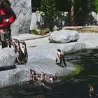 BUGA 23. Fütterung der Pinguine