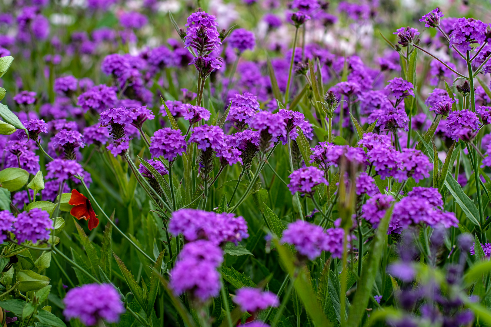 Buga Foto & Bild jahreszeiten, sommer, natur Bilder auf