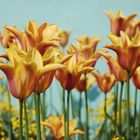 BUGA Tulpen mit Fliege