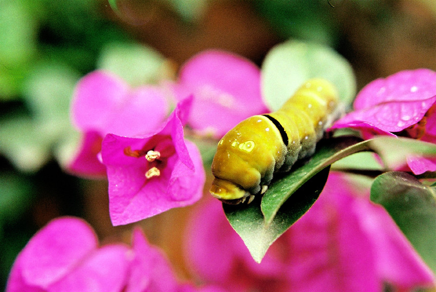 Bugambilia - Oruga