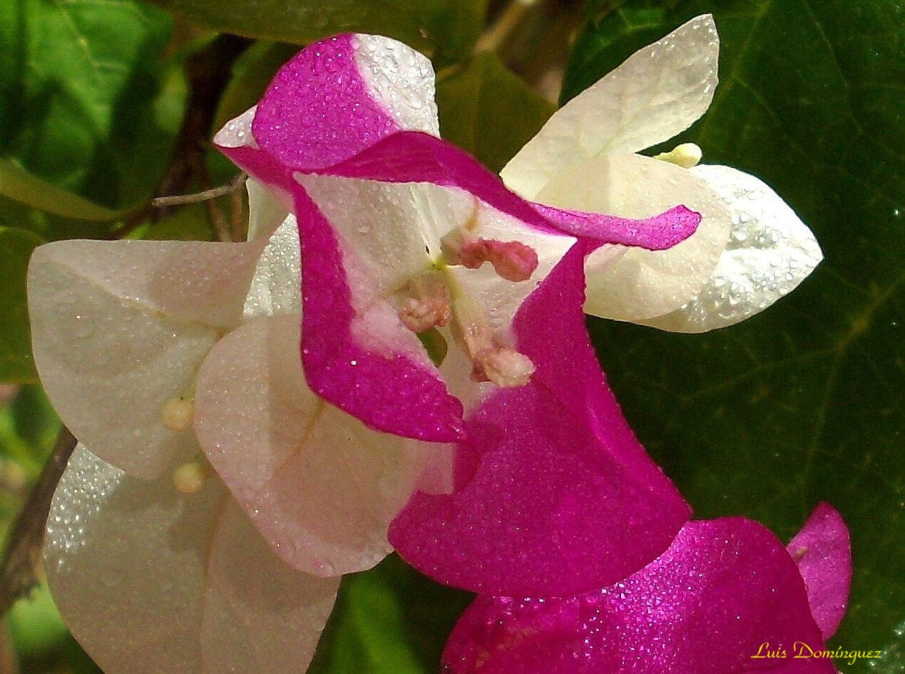 Bugambilias de dos colores