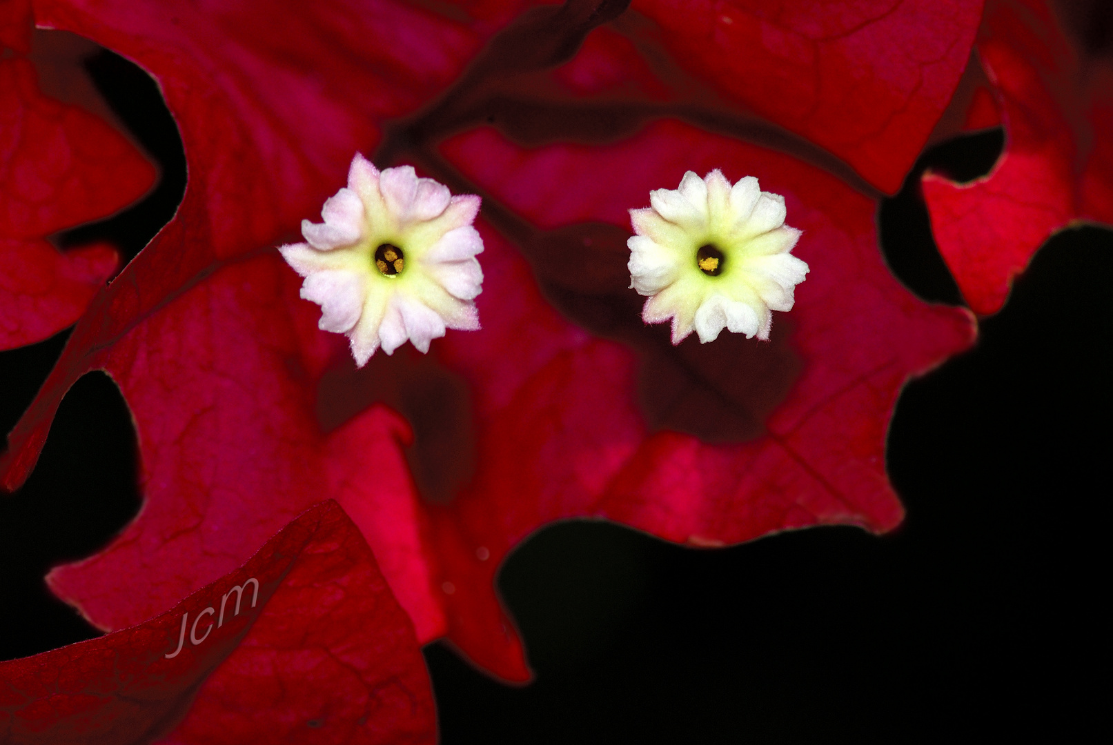 BUGAMBILLA ROJA, FLOR DE PAPEL.