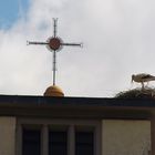 Bugginger Storch im steifen Nordwind