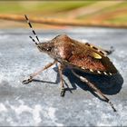 Buggy bug