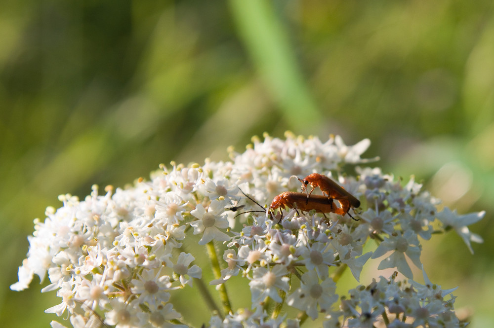 Buggy-Style