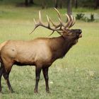 Bugling Elk