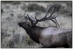 Bugling Elk