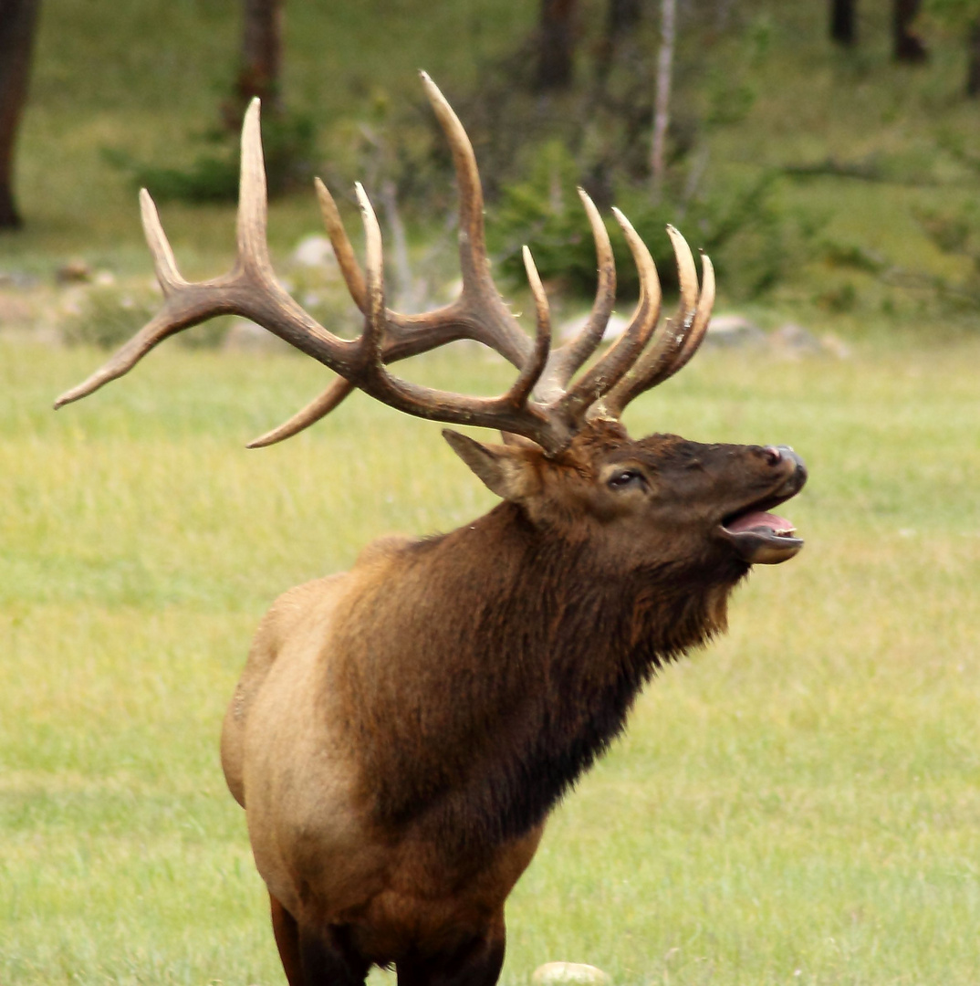 Bugling Elk up close and personal