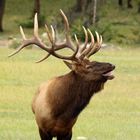 Bugling Elk up close and personal