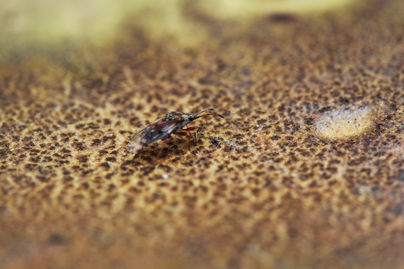 ... "Bugs auf dem Mars"... oder Fliege auf Pilz