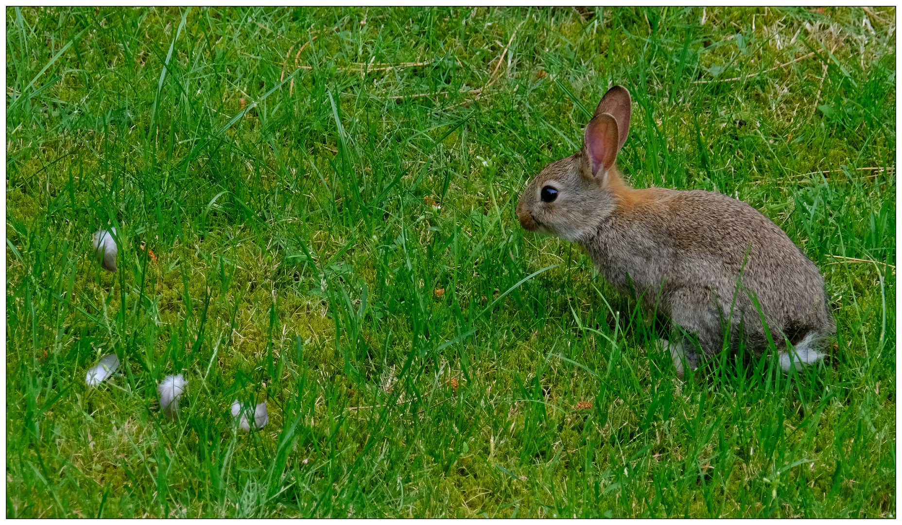 Bugs Bunny in the garden