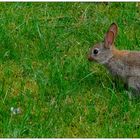 Bugs Bunny in the garden