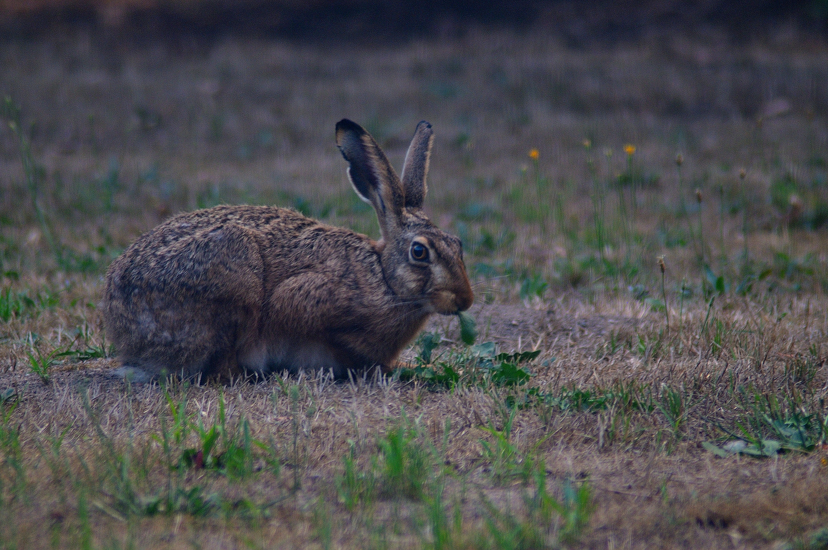 Bugs Bunnys, Hunger