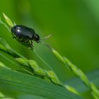 Bugs du jardin