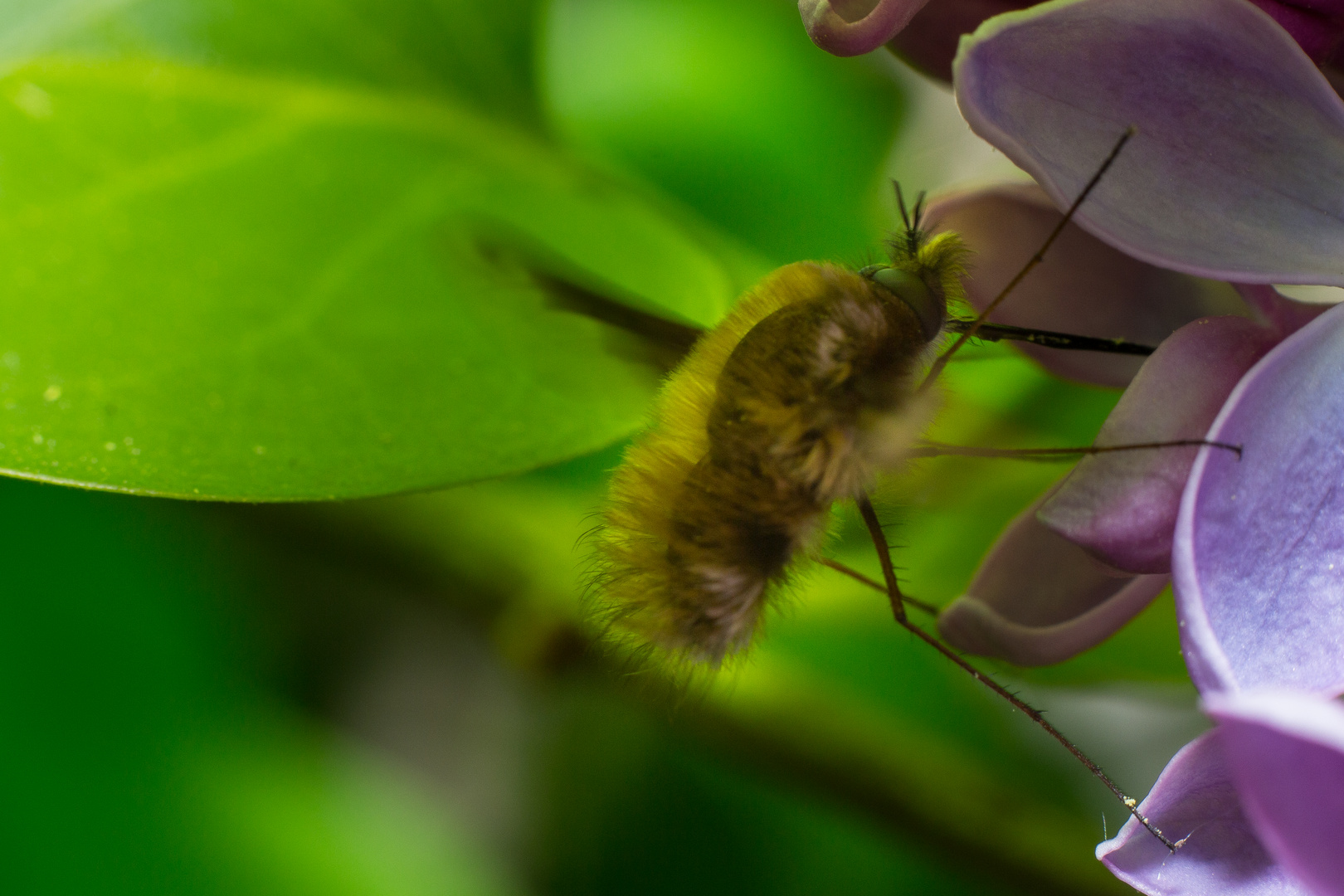 Bugs du jardin