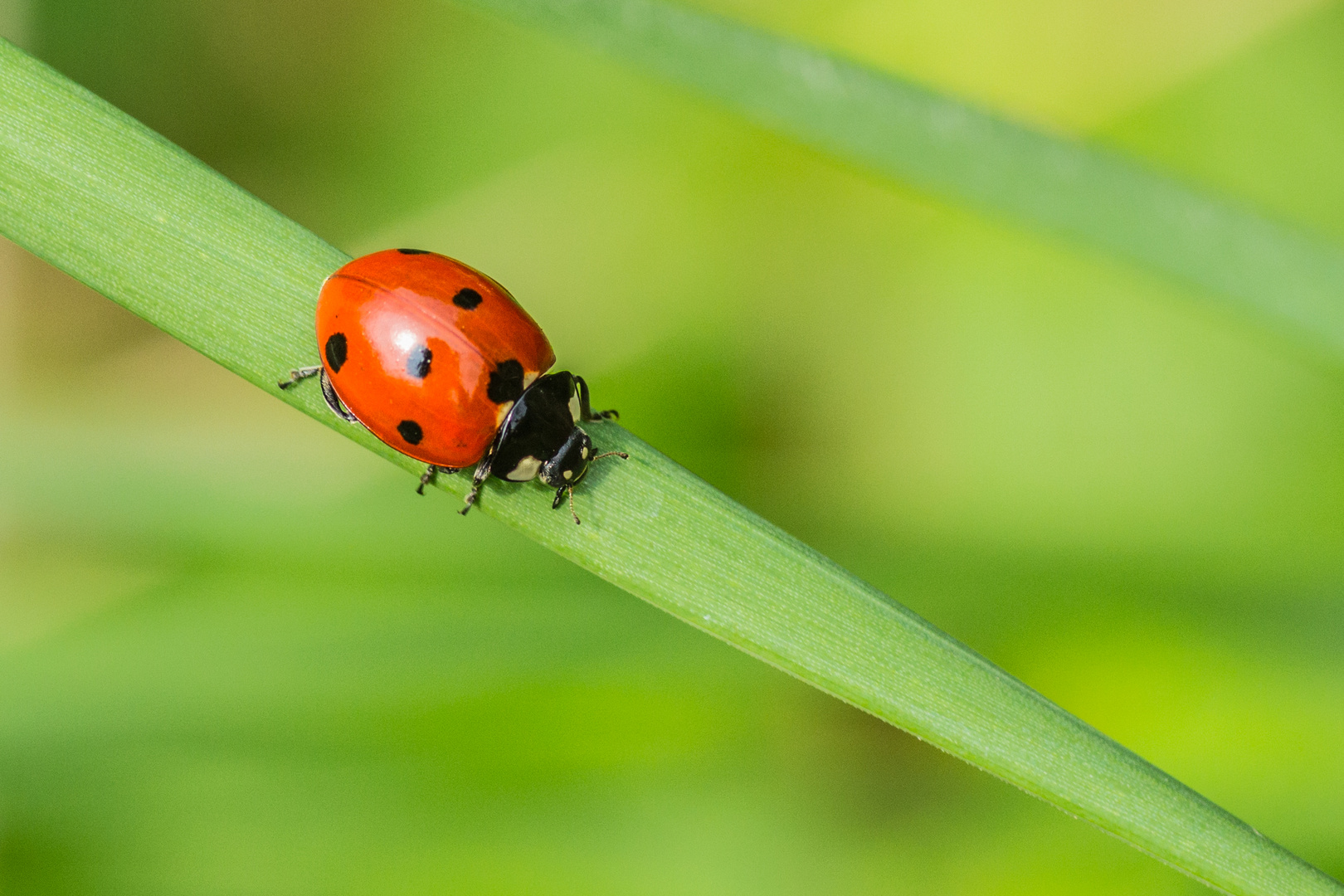 Bugs du jardin