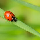 Bugs du jardin