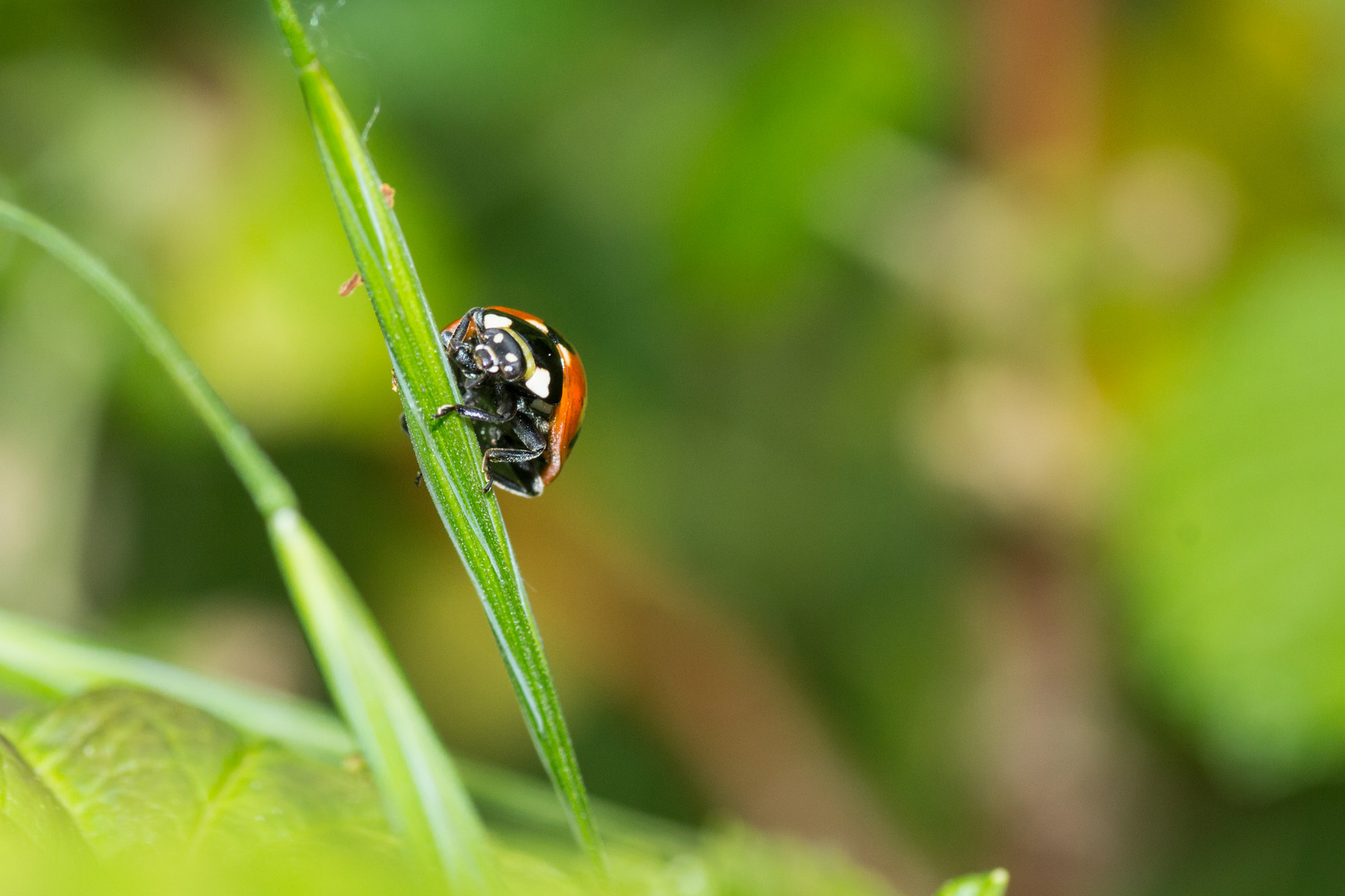 Bugs du jardin