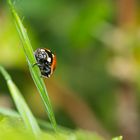 Bugs du jardin