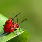 Bugs in Love!