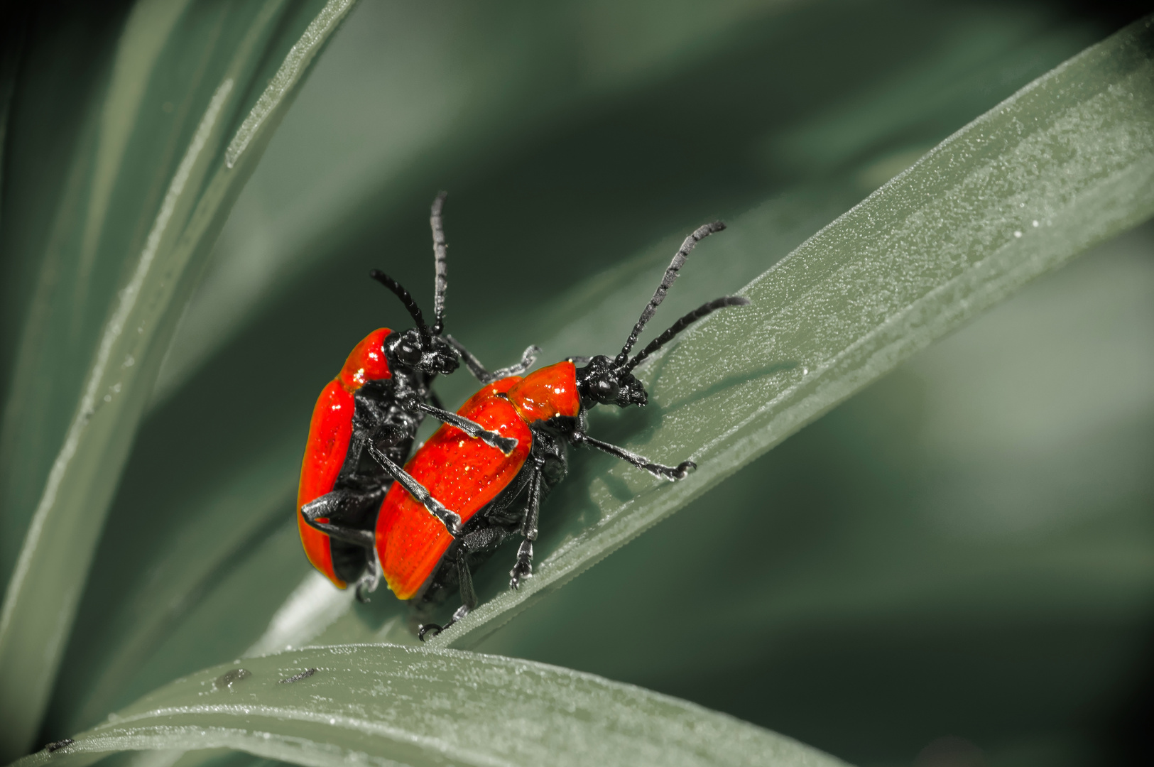 Bugs in Red