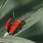 Bugs in Red