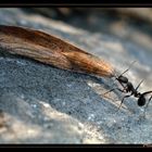 Bugs life