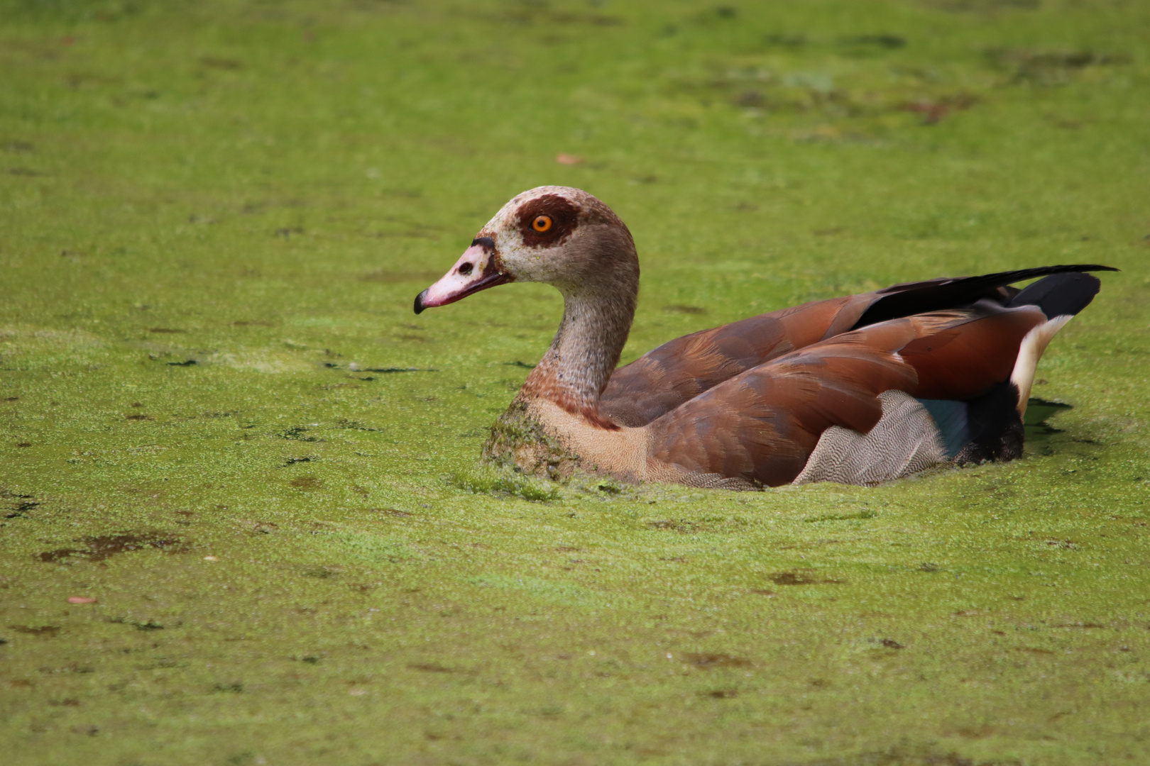 Bugwelle.... Foto & Bild fotos, spezial, natur Bilder auf