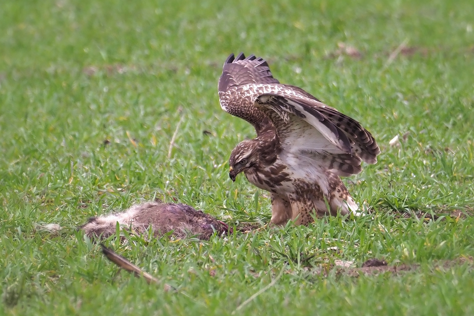Buh ! Foto & Bild | tiere, wildlife, wild lebende vögel Bilder auf ...