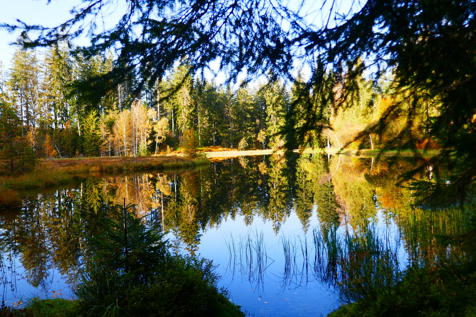 Buhlbachsee bei Baiersbronn/ Schwarzwald