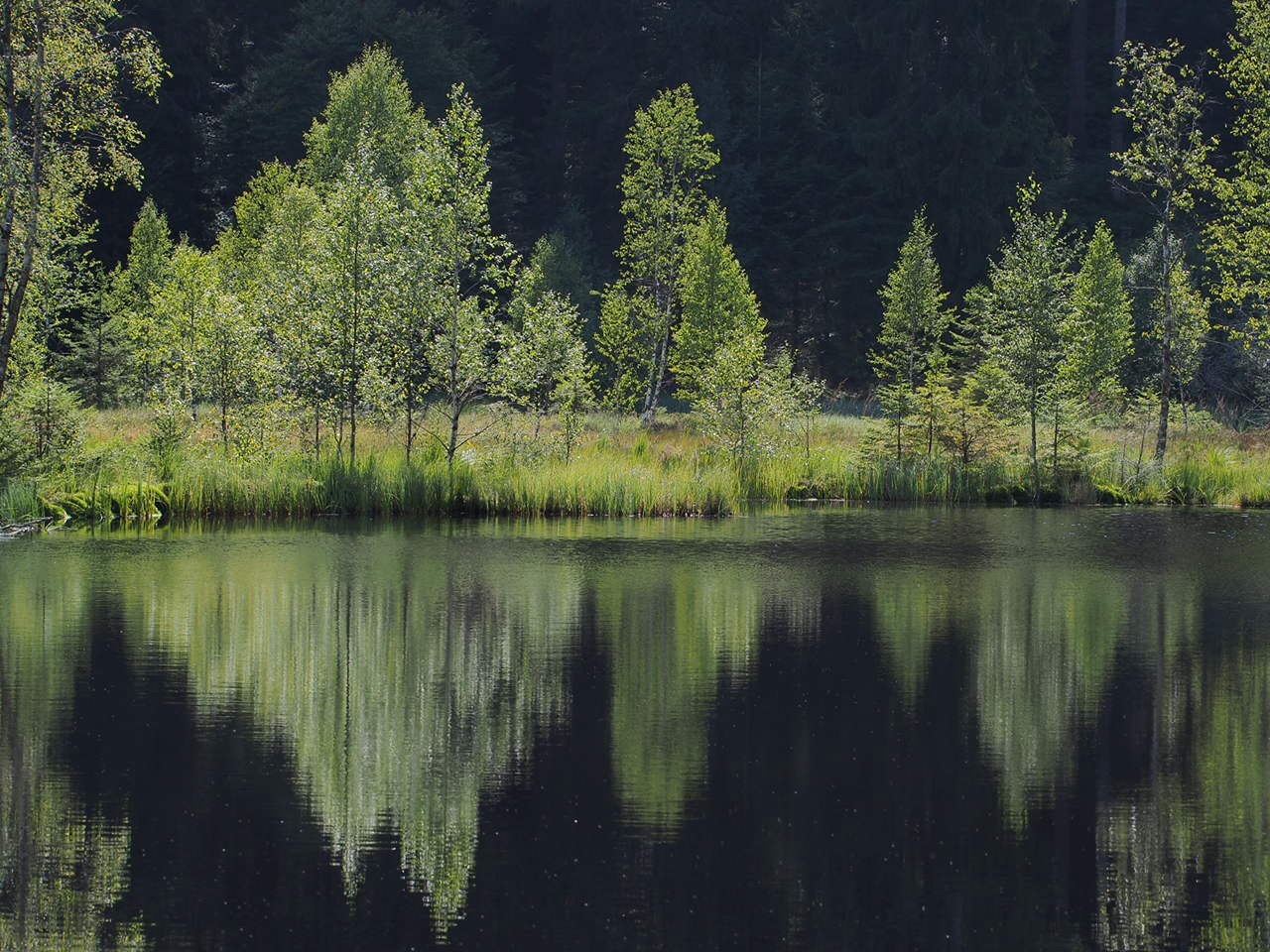 Buhlbachsee Black Forest