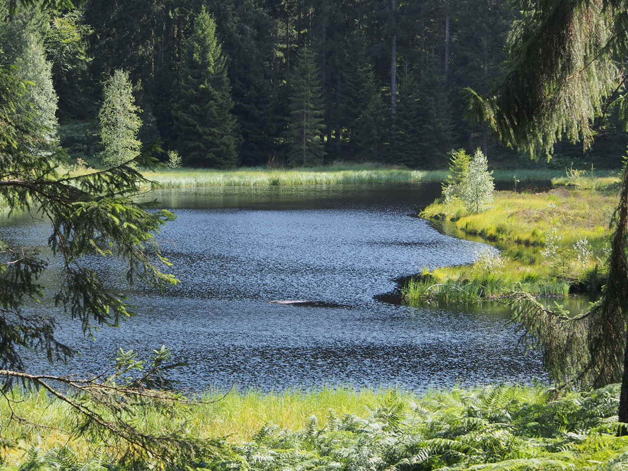 Buhlbachsee northern Black Forest