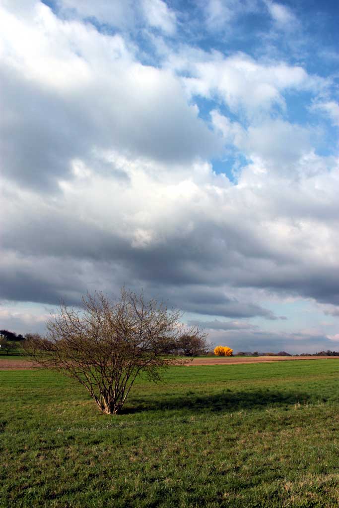 Buhlbronn Felder April 2010