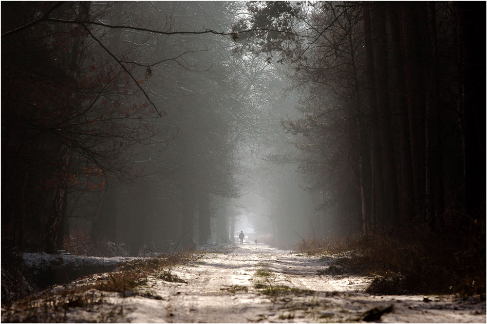 Buhmann im Wald