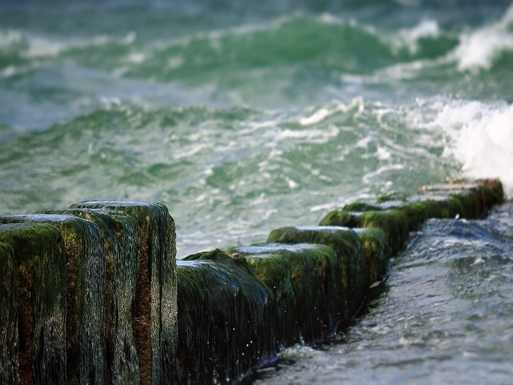 Buhne auf Sylt